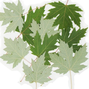 Gepresste Blätter, getrocknete Blätter, Ahornblätter. Natürlich, Silber.  3.1&quot;-3.6&quot; (8-9 cm) Lot von 25.