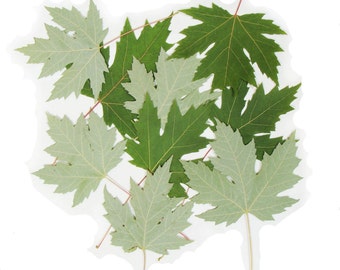 Pressed Leaves, dried Leaves, Maple leaves. Natural, silver.  3.1"-3.6" (8-9 cm) Lot of 25.