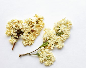 Fleurs de lilas. Véritables fleurs de lilas blanches séchées pressées, lot de 15 unités. Matériel botanique pour invitations, art, herbiers, mariage.