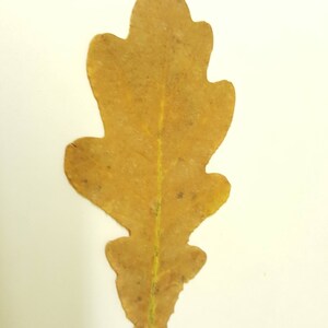 Feuilles de chêne d'automne de taille moyenne.Véritables feuilles d'automne séchées et pressées,lot de 25 unités. Matériel botanique pour l'artisanat, les invitations, l'art, les herbiers. image 2