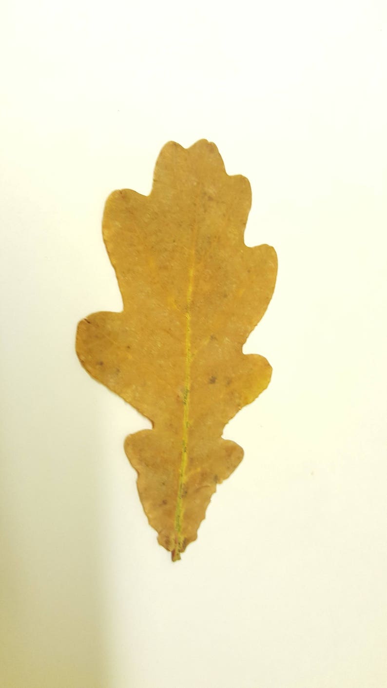 Feuilles de chêne d'automne de taille moyenne.Véritables feuilles d'automne séchées et pressées,lot de 25 unités. Matériel botanique pour l'artisanat, les invitations, l'art, les herbiers. image 2