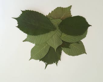 Feuilles d’orme. Séché pressé de vraies feuilles vertes, lot de 25 unités. Matériel floral-botanique pour l’artisanat, les invitations, l’art, l’enseignement, les herbiers.