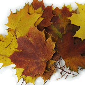 Herbstahornblätter .Natürliches echtes gelb, rot, braun getrocknet gepresst. Lot von 25 Einheiten.Botanisches Floristenmaterial für Ihre Künste, Hochzeitsdekor.