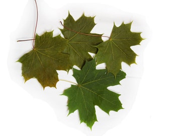 Feuilles d’érable. naturelles séchées pressé vert de taille moyenne, dimensions environ 6-8"(15-20cm). Matière botanique pour l’artisanat, herbier, projets.