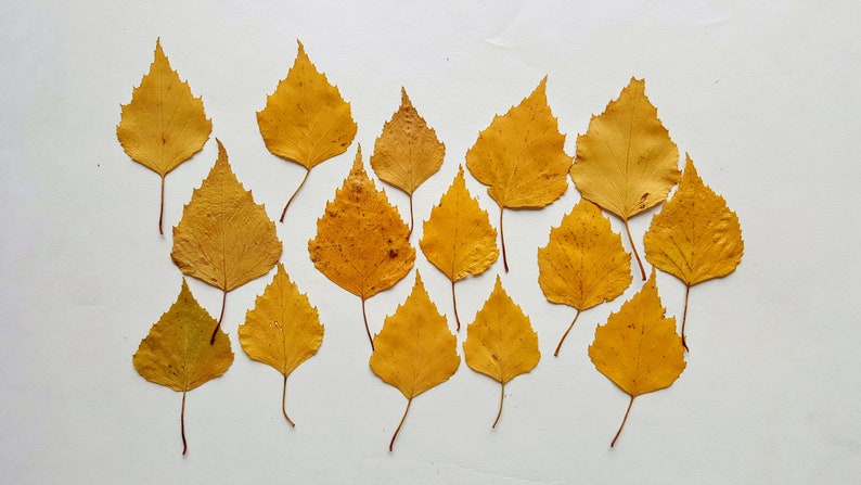 Herbstliche Birkenblätter. Getrocknete gepresste echte gelbe kleine Blätter. Lot von 50 Blättern Botanisches Material für Basteln, Einladungen, Kunst, Lehre. Bild 1