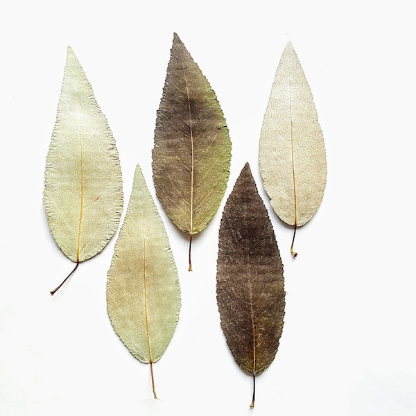 Pressed Leaves, dried Leaves, Balsam Poplar Leaves. Natural, dark green, Size 6'' x 2''.   Lot of 25 pieces.