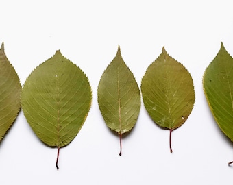 Feuilles vertes de sakura. Séché séminage feuilles vertes réelles, beaucoup de 25 unités. Matériel botanique pour l'artisanat, les invitations, l'art, les herbiers