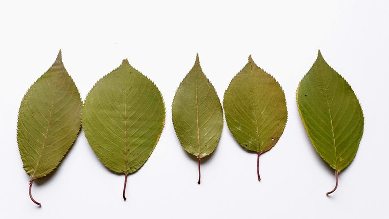 Feuilles vertes de sakura. Séché séminage feuilles vertes réelles, beaucoup de 25 unités. Matériel botanique pour l'artisanat, les invitations, l'art, les herbiers image 1