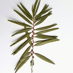 Sea buck thorn. 25 units of natural dried pressed  green sea buck thorn leaves. Botanical material for crafts, herbarium, teaching, arts
