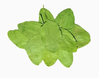 Feuilles de plantain. Séchées pressé de feuilles verts, lot de 25 unités. Matière botanique pour l’artisanat, faire-parts, art, herbiers, les mariages.