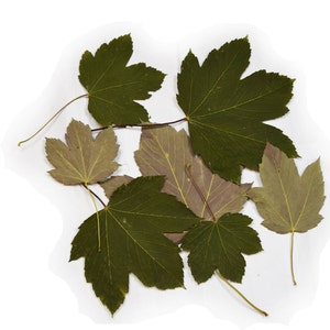 Pressed Leaves, dried Leaves, Maple leaves, natural, green and silver, size: 4&quot;-7&quot;.  Lot of 25 units