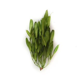 Ash seeds. 100 grams, 3.5 oz. Floral material for dry floristic crafts, weddings, bouquets, wreaths, garlands and other arts.