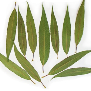 May include: A collection of ten green willow leaves arranged in a fan shape on a white background.