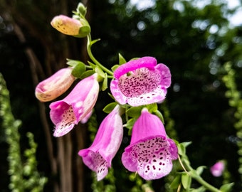 Foto digital de la flor rosa, descarga instantánea para decoración casera