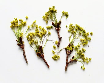 Fleurs d’érable. Véritables fleurs d’érable jaunes pressées séchées, lot de 25 unités. Matériel botanique pour invitations, art, herbiers, mariage.