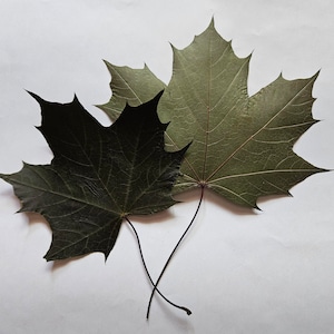 Red maple leaves .Natural, real, green and dark, dried pressed leaves. Lot of 25 units. Botanical florist material forarts wedding, decor.