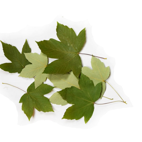 Natural dried pressed green maple leaves. Lot of 25 units. Botanical material for crafts, herbarium, teaching, arts