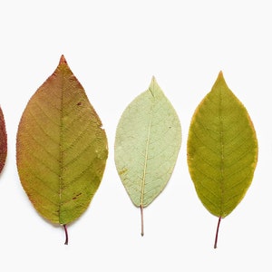 Hojas prensadas, hojas secas, hojas de cerezo de pájaro, verde claro, amarillo y rojo. Tamaño aproximado de 4,2'', lote de 25 unidades imagen 1