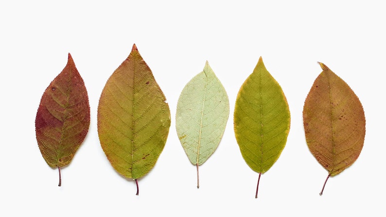 Feuilles pressées, feuilles séchées, feuilles de cerisier des oiseaux, vert clair, jaune et rouge. Taille environ 4,2 '', Lot de 25 unités image 1