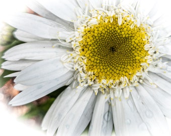 Foto digital de la flor, margarita blanca, descarga instantánea para la decoración del hogar