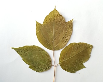 Feuilles d'érable du Manitoba. Séché séminage feuilles vertes réelles, beaucoup de 25 unités. Matériel botanique pour l'artisanat, invitations, art, mariages d'herbiers.