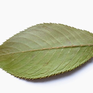 Feuilles vertes de sakura. Séché séminage feuilles vertes réelles, beaucoup de 25 unités. Matériel botanique pour l'artisanat, les invitations, l'art, les herbiers image 2