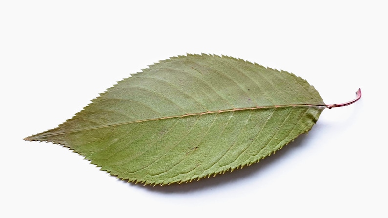 Feuilles vertes de sakura. Séché séminage feuilles vertes réelles, beaucoup de 25 unités. Matériel botanique pour l'artisanat, les invitations, l'art, les herbiers image 2