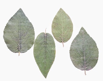 Dark green dried pressed leaves. Lot of 25 units. Botanical material for crafts, invitations, art, teaching, herbariums.