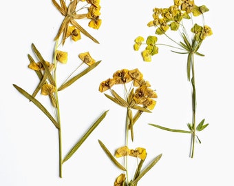 Fleurs jaunes de pré. De vrais bouquets séchés de fleurs jaunes. Matériel botanique pour l’artisanat, invitations, art, herbariums, mariage.