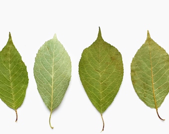 Sallow feuilles. Séché séminage feuilles vertes réelles, beaucoup de 25 unités. Matériel botanique pour l'artisanat, invitations, art, herbiers, mariages.