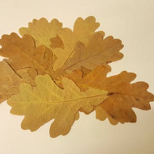 Feuilles de chêne d'automne de taille moyenne.Véritables feuilles d'automne séchées et pressées,lot de 25 unités. Matériel botanique pour l'artisanat, les invitations, l'art, les herbiers. image 1