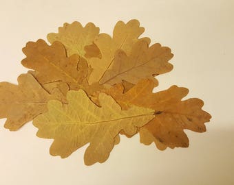 Feuilles de chêne d'automne de taille moyenne.Véritables feuilles d'automne séchées et pressées,lot de 25 unités. Matériel botanique pour l'artisanat, les invitations, l'art, les herbiers.