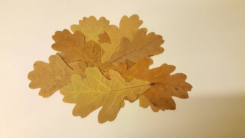 Feuilles de chêne d'automne de taille moyenne.Véritables feuilles d'automne séchées et pressées,lot de 25 unités. Matériel botanique pour l'artisanat, les invitations, l'art, les herbiers. image 1