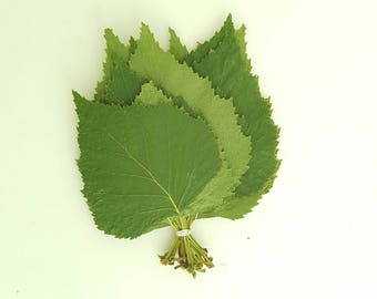 Feuilles de bouleau. Petites feuilles vertes séchées et pressées, lot de 25 unités. Matériel botanique pour l'artisanat, les invitations, l'art, l'enseignement, les herbiers.