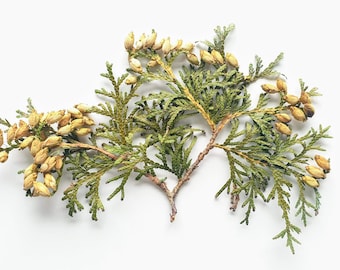 Thuja avec des graines. Pressé et séché. Matériel floral pour l’artisanat floral sec, bouquets, couronnes, guirlandes et autres arts.