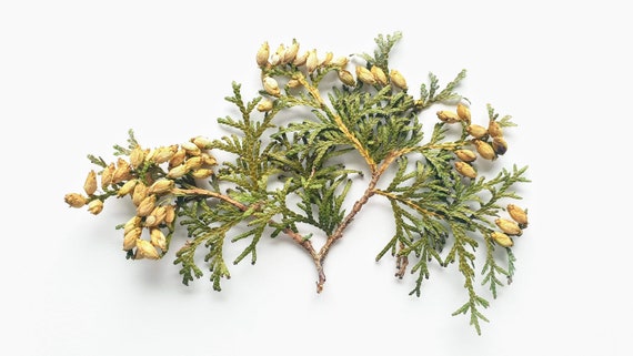 Thuja mit Samen. Gepresst und getrocknet. Blumenmaterial fr trockenes  Blumenhandwerk, Strue, Krnze, Girlanden und andere Kunst. - Etsy  sterreich