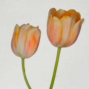 Cartes de correspondance pliées tulipe. Lot de 8 cartes de correspondance pliées 5 x 7, vierges à l'intérieur, représentant des tulipes entrelacées de Tara Doyle