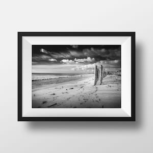 Foto Blanco y Negro Bretaña - Finistère Beach Digue Tree Trunks Imagen Fotografía Paisaje Junto al mar Póster Póster Decoración de la pared