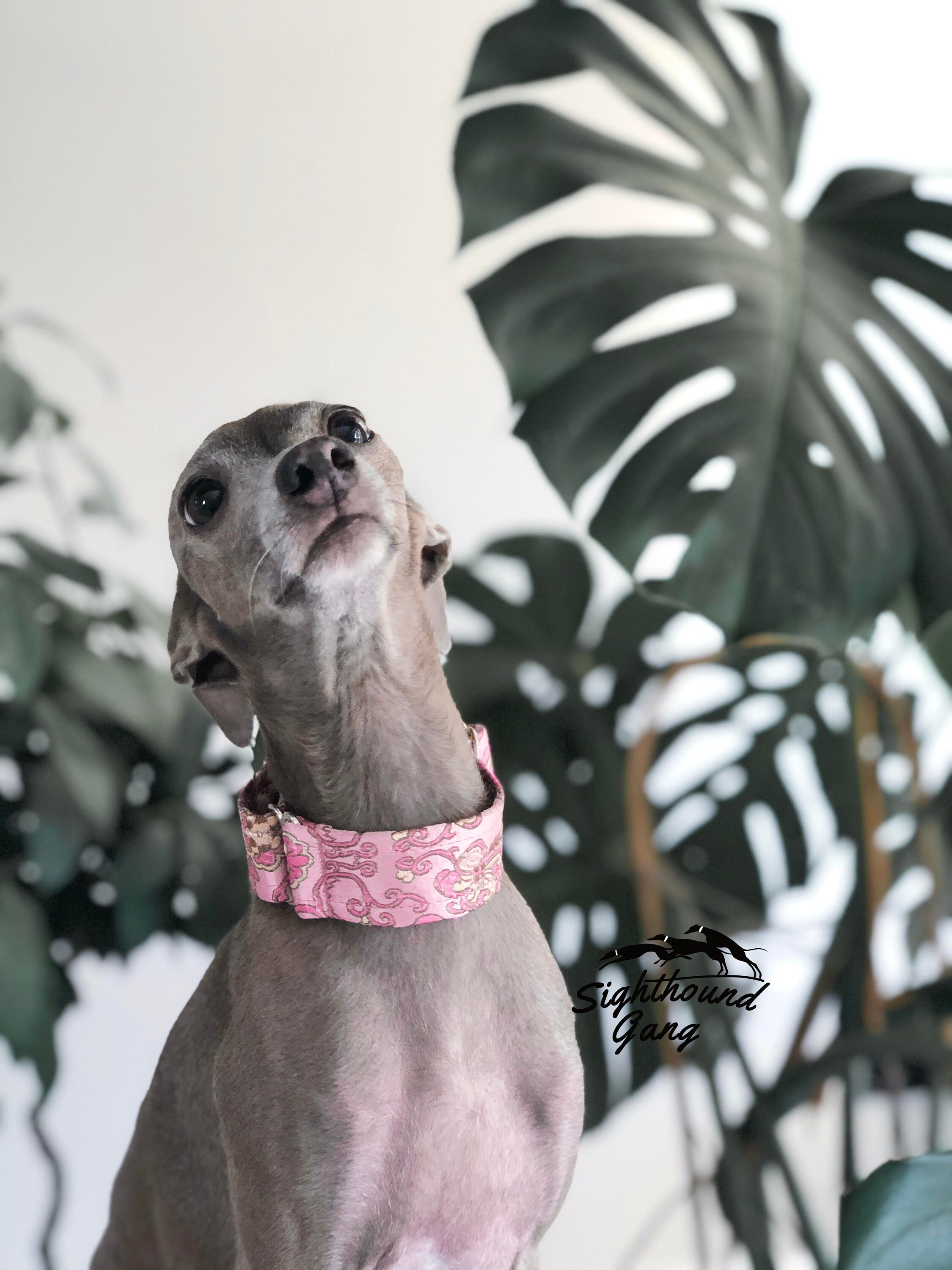 SGang Soft Martingale Dog Collar for Greyhound Saluki
