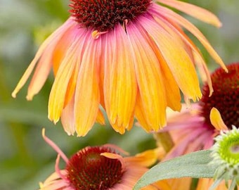 1-/3-/6-PACK - Coneflower 'Rainbow Marcella' | Echinacea 'Rainb299' - BAREROOT