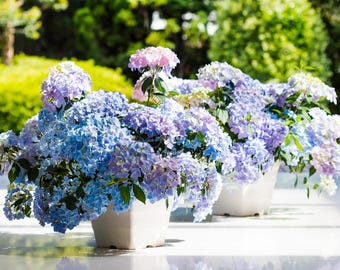 Proven Winners FAIRYTRAIL FRESCO® Cascade Hydrangea | Hydrangea x 'WNHYDFBPBMH'