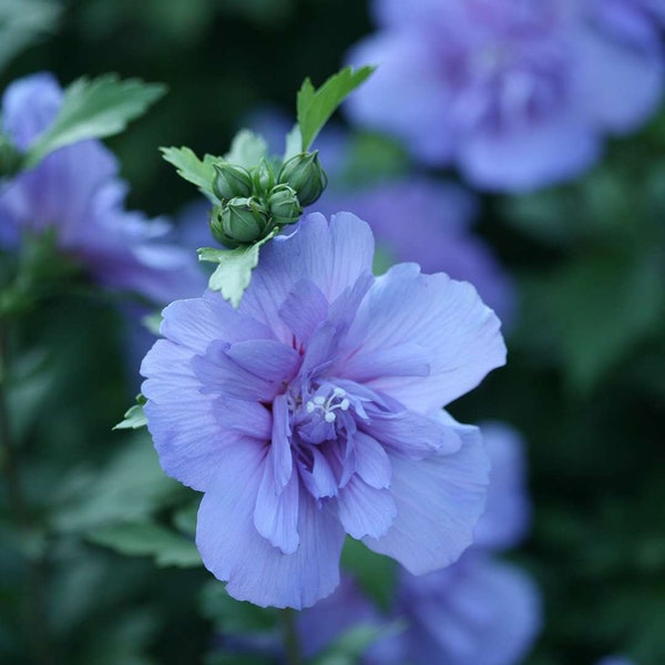 Proven Winners Blue CHIFFON® Rose of Sharon | Hibiscus syriacus 'Notwoodthree'