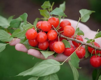 Gagnants éprouvés Cerisier des bois, SIMPLE COMME TARTE® | Prunus x 'smnpjl'
