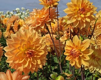 Dahlia décoratif « Karma Gold » | Dahlia déco - TUBERCULE