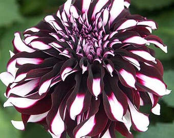 Dahlia, Dinnerplate 'Tartan' | Dinnerplate Dahlia - TUBER