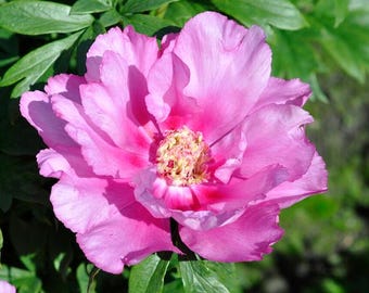 Itoh Peony 'First Arrival' | Paeonia x intersectional 'First Arrival' - BAREROOT