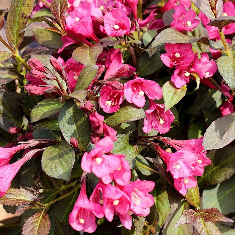 Java Red Weigela Weigela Florida 'java Red' - Etsy