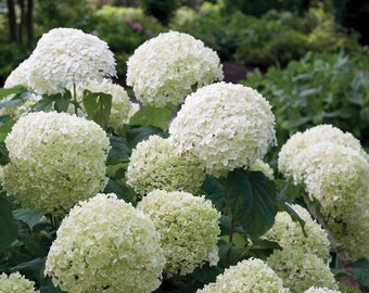 Proven Winners INCREDIBALL® Hydrangea - Smooth | Hydrangea arborescens 'Abetwo' - 1 QUART POT