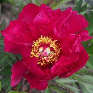 1-/3-PACKS - Itoh Peony 'Scarlet Heaven' | Paeonia x intersectional 'Scarlet Heaven' - BAREROOT
