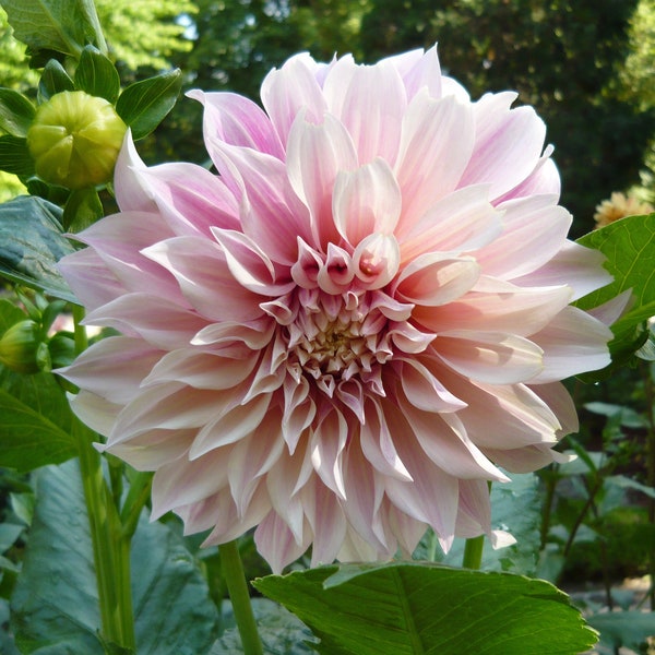 Dahlia, Dinnerplate 'Cafe au Lait' | Dinnerplate Dahlia